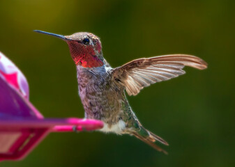 Fototapeta premium Ruby throated Hummingbird in Ventura California United States