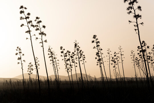 Silhouettes of agave plants at sundown in Fuerteventura,Spain
