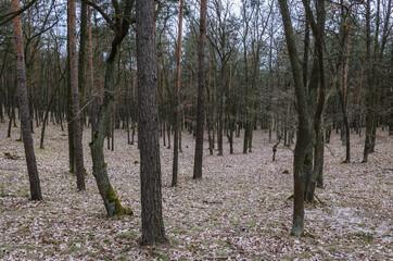 Pine trees in Bialoleka Dworska Forest in Bialoleka district in Warsaw, capital of Poland