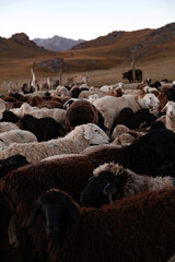 Troupeau de moutons au parc dans un camp de nomades kirghizes en montagne en Asie centrale - obrazy, fototapety, plakaty