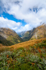 Fiordland Mountain Daisy and native plants, scenic view from Mackinnon Pass to Clinton Canyon on background, New Zealand