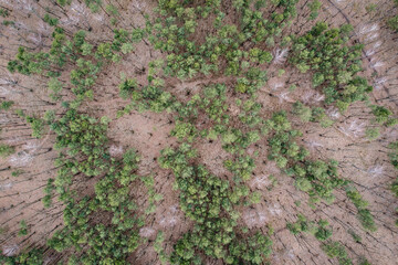 High angle photo of Bialoleka Dworska Forest in Bialoleka district in Warsaw, capital of Poland