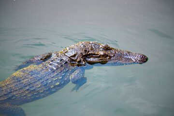 water bodies on the Crocodile Farm in Dalat.