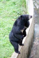 Asiatic black bear
