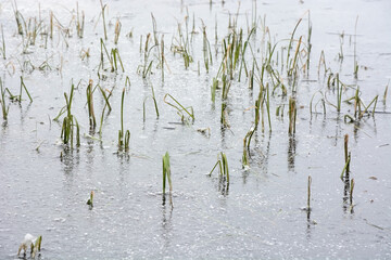 Reeds grow through the ice on a frozen lake. Winter season