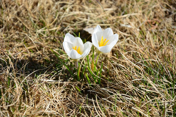 One of the first spring flowers in Russia, crocuses grow on the ground