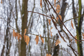Winter forest with snow on trees and floor
