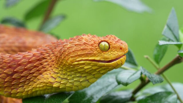 Leaf viper, Atheris squamigera, Stock image