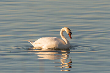 Swan in the lake of Constance in Altenrhein in Switzerland