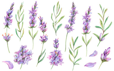Watercolor set of lavender flowers natural elements in vintage style isolated on white background. Purple botanical card