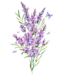 Watercolor lavender flowers natural illustration in vintage style isolated on white background. Lilac botanical greeting card