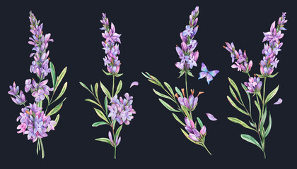 Fototapeta premium Watercolor set of lavender flowers natural elements in vintage style isolated on black background. Bouquet of wildflowers botanical card