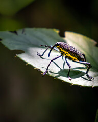 bug on a leaf