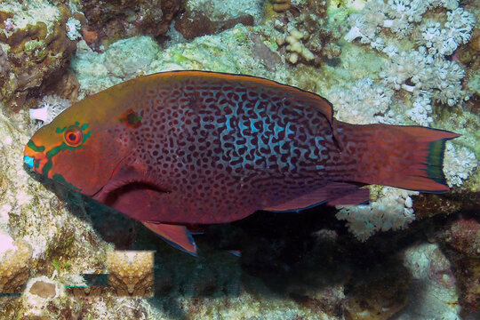 A Swarthy Parrotfish (Scarus niger) in the Red Sea, Egypt