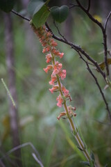 flor no Cerrado
