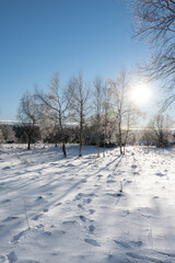 Trees in winter landscape and sun shining through tree crowns, Sumava national park