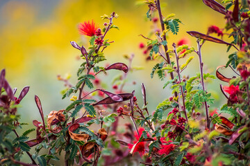 Red Fairy Dusters, Calliandra eriophylla, at White Tank Mountain Regional Park in Arizona