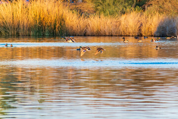 Naklejka na ściany i meble Ducks Flying at Riparian Preserve at Water Ranch in Gilbert, Arizona