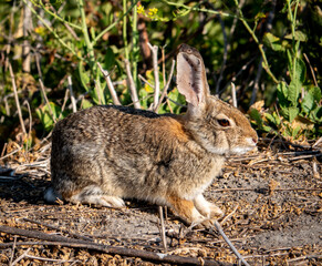 A wild Western Brush Rabbit (Sylvilagus bachmani) forages in the hills of Monterey, California.  
