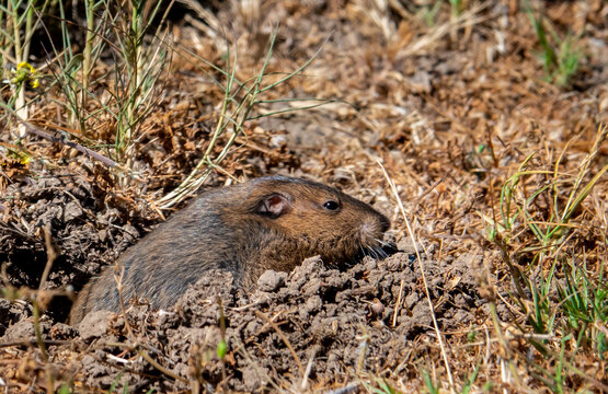 A Botta's pocket gopher (Thomomys bottae) shows its teeth as it emerges from its hole in the hills of Monterey, California.