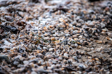 Close up of shells