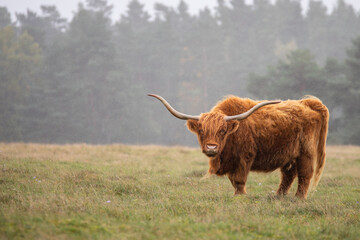 Highland Cattle