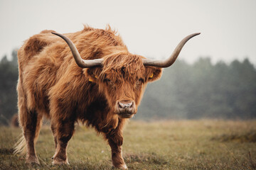 scottish highland cow in a field - obrazy, fototapety, plakaty