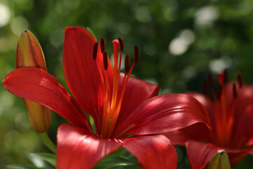 Beautiful Lily flower on green leaves background. Red orange Lily flowers in garden. Lilies blooming . Lilium belonging to the Liliaceae. Image plant blooming orange tropical flower Lily. Spring