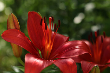 Obraz premium Beautiful Lily flower on green leaves background. Red orange Lily flowers in garden. Lilies blooming . Lilium belonging to the Liliaceae. Image plant blooming orange tropical flower Lily. Spring
