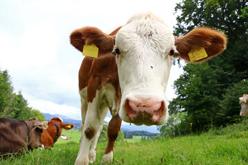 Ein Simmentaler Kalb im Sommer auf einer Weide in Bayern