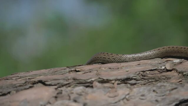 Smooth snake (Coronella austriaca) slowly crawling on a pine tree trunk