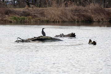 ducks on the lake