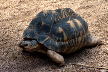 big turtle on the sand