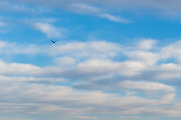 seagull in flight