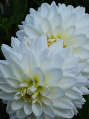 Natur Frühling Blume Pflanze Sommer