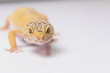 Eidechse Gecko Reptil