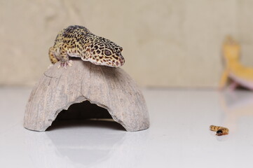 Eidechse Gecko Reptil