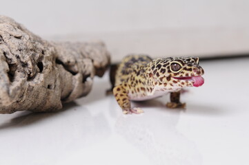 Eidechse Gecko Reptil