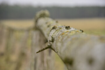 Herbst Holz Stamm Natur