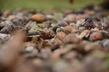 Herbst Erde Steine Eicheln Pflanze