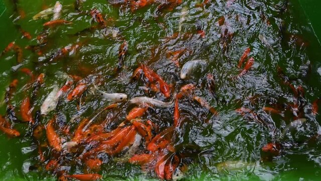 Many freshwater fish carp, black and orange, are found in water. Carps live in pond of reaction zone for fishing. There are more than a hundred aquatic animals.