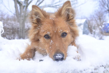 Harzer Fuchs Hund niedlich rotes Fell Winter Schnee