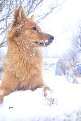 Naklejka premium Harzer Fuchs Hund niedlich rotes Fell Winter Schnee