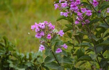 flor no Cerrado