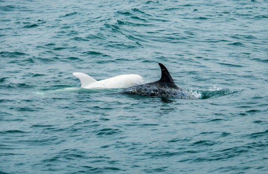 A rare wild all white albino Risso's Dolphin, known as Casper, swims with its pod in the Pacific Ocean off the coast of the Monterey Bay in central California. 