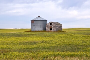 a round steel silo and an old wooden granary sit side by side in a field of canola