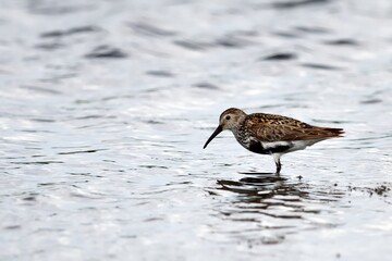 Alpenstrandläufer (Calidris alpina) am Nordseestrand.