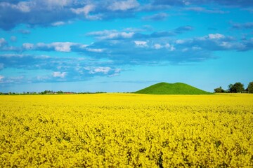 Obraz premium rapeseed field and sky