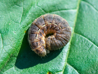 Cutworm moth larva are caterpillars that are a serious garden pest, causing damage to a wide variety of plants. This one curled up protectively when disturbed.
