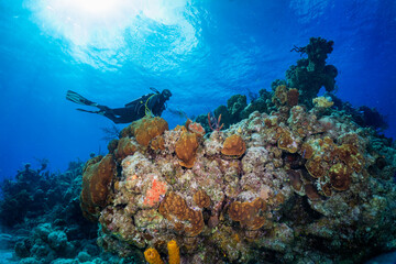 Fototapeta na wymiar Colorful underwater coral landscabe with a scuba diver on Long Island, Bahamas, Caribbean sea
